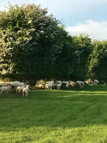 a herd of sheep grazing in a field at The Burrow in Wellesbourne Hastings
