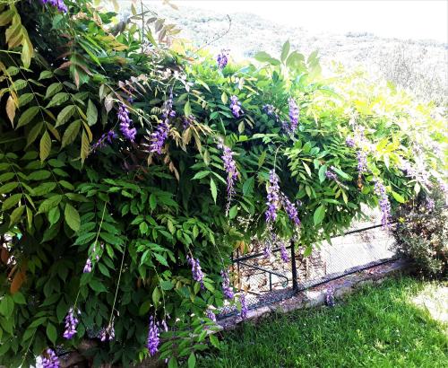 a bush with purple flowers on a fence at L'Antico Frantoio in Rapallo