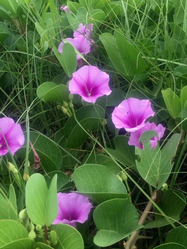 a group of purple flowers with green leaves at Queen Motel in Ha Long
