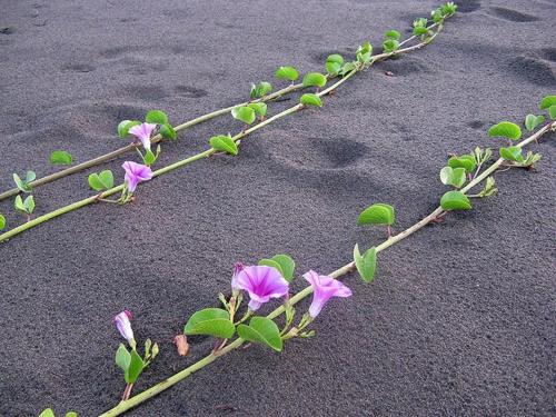 a group of purple flowers on the ground at Queen Motel in Ha Long