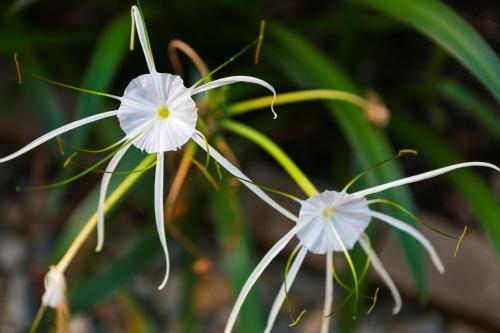 Fotografie z fotogalerie ubytování Birch Resort Port Douglas v destinaci Port Douglas