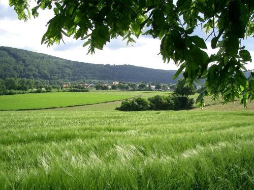 a field of green grass with mountains in the background at Ferienwohnung Faber mit großem Südbalkon in Essing