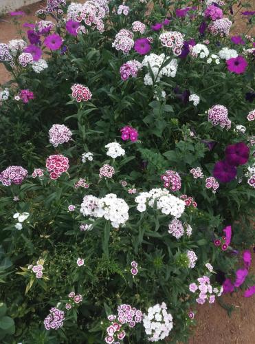 a bunch of different colored flowers in a garden at Curovac Nature in Ilidža