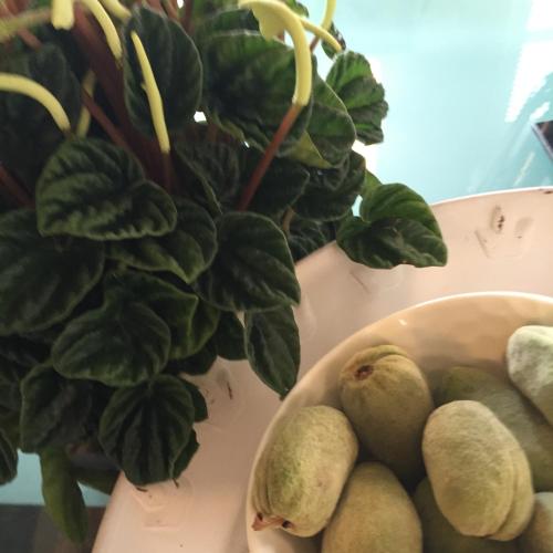 a bowl of pears and a plant on a table at Quai 17 Maison d'hôtes in Strasbourg