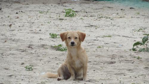 a brown dog sitting in the sand at Anda Di Hows Hostel in Placencia Village