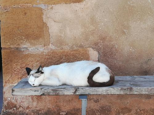 a black and white cat sleeping on a bench at Cal Tomas, Ecoturisme Terra Alta in Bot