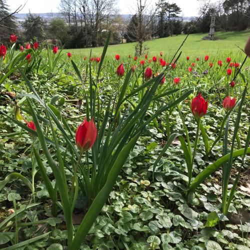 a bunch of red flowers in a garden at Château Logis de Roche in Clairac