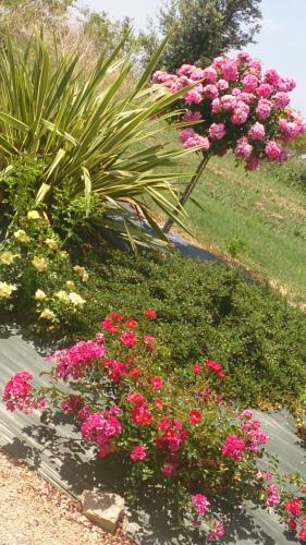 a bunch of pink flowers in a garden at Chambres et Tables d'Hotes "Au pres de ma Blonde" in Senouillac