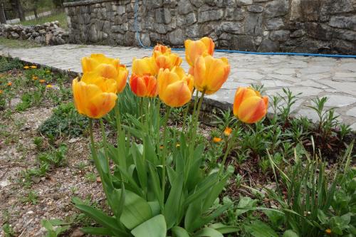 a group of orange tulips in a garden at Andrea Sofi Guesthouse in Dhimitsana