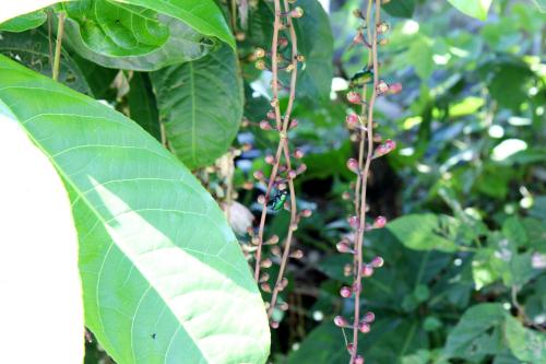 a close up of a plant with green leaves at 田心民宿 in Dongshan