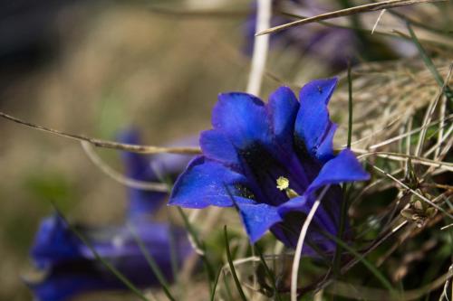 a blue flower with a bee sitting on it at Cafe Schneider in Lappago
