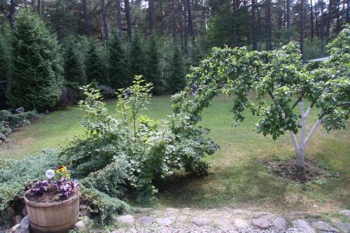 a garden with an apple tree and a barrel of flowers at Saulesdarzs in Ragaciems