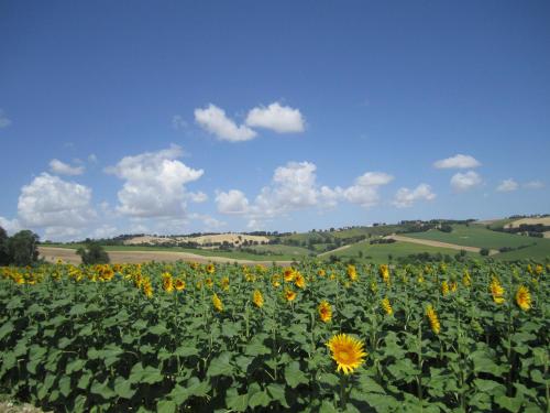 a field of sunflowers on a sunny day at Il Giardino nella Valle in Belvedere Ostrense