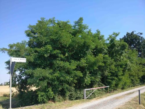 a large tree on the side of a road at B&B Molinetto in Piacenza