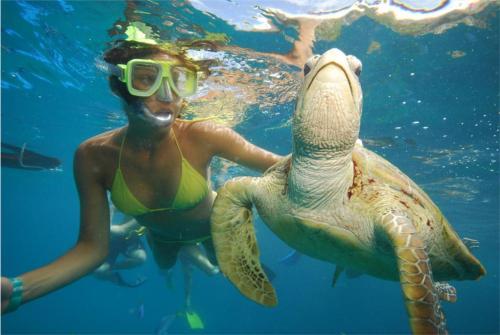 a woman in a swimsuit swimming next to a green sea turtle at Love Shack Shangri-la Gili Meno in Gili Meno