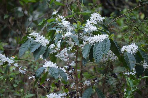 a cluster of white flowers on a tree at Hacienda Gonzabal in Loja
