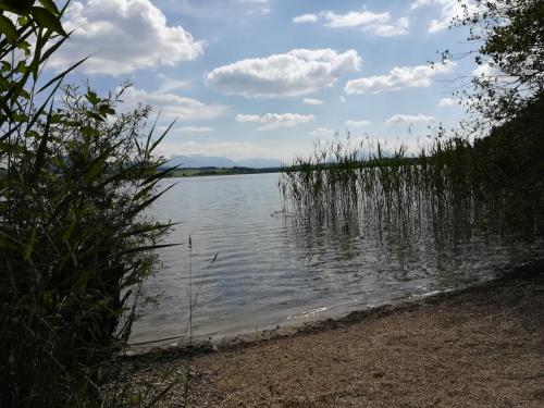 a view of a lake with tall grass at Am See 90 in Seekirchen am Wallersee