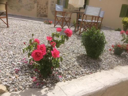 a group of red roses on a gravel patio at kritikies1 in Pitsidia
