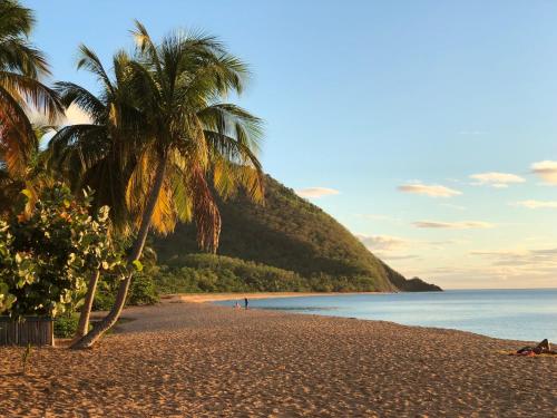 a beach with palm trees and the ocean at Hotel - Résidence Habitation Grande Anse in Deshaies