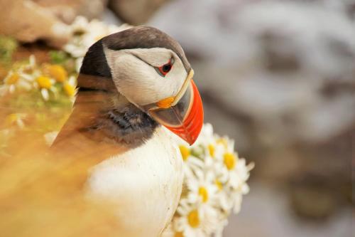 a bird is standing next to some flowers at Hótel Fransiskus Stykkishólmi in Stykkishólmur
