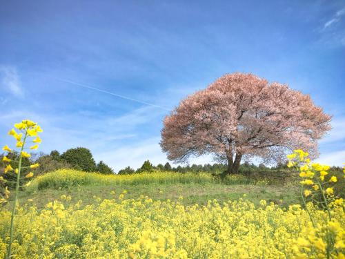 a tree in the middle of a field of flowers at Share Creative&Bed adonoan in Takeo