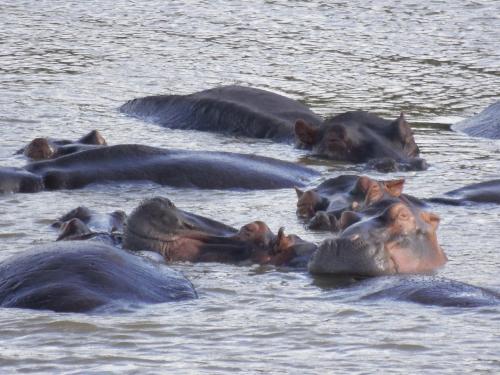 a group of elephants swimming in the water at Luxury Tented Village @ Urban Glamping in St Lucia