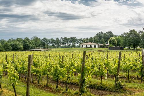 a field of vines with a building in the background at Borgo La Chiaracia Resort & SPA in Castel Giorgio