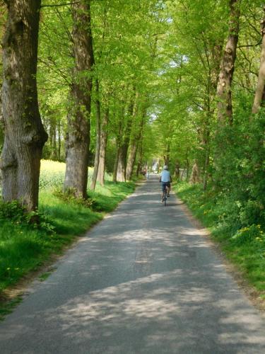 a person riding a bike down a tree lined road at Ferienwohnung Kurpark in Xanten