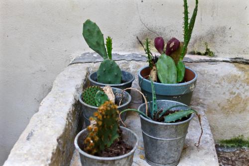 a group of five potted plants sitting on a ledge at Buon Consiglio B&B in Lecce