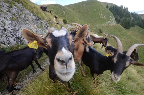 a group of goats standing on a grassy hill at Apartma Fani-Kobarid in Podbela