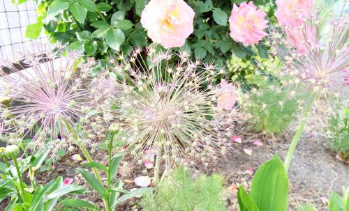 a bunch of pink flowers in a garden at Heimathafen Weimar in Weimar