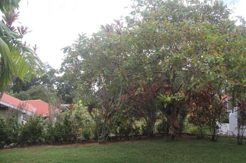 a tree with fruits on it in a yard at Daniella's Bungalows in Bel Ombre