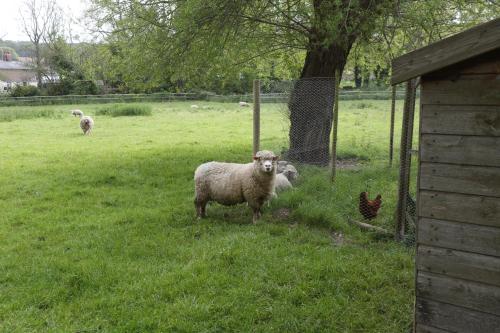 a sheep standing in a field next to a chicken at The Old Mill Bed and Breakfast in Bere Regis