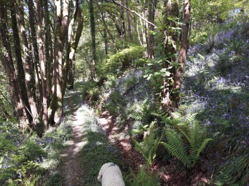 a path through a forest filled with blue flowers at Gernos Farmhouse in Llandysul