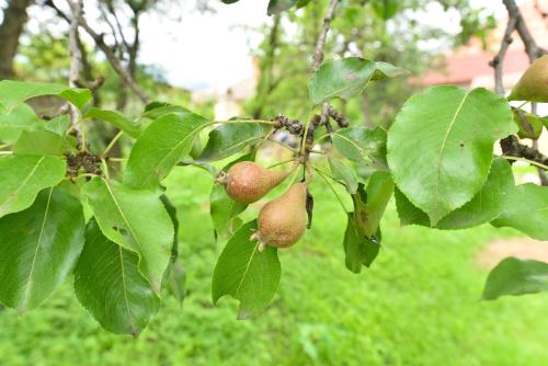 a branch of a tree with fruit on it at Holiday Home Ruben in Odzun