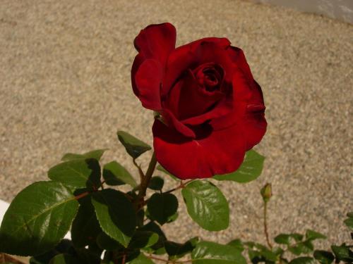 a red rose is sitting on a plant at Maria Apartments in Pefki Rhodes