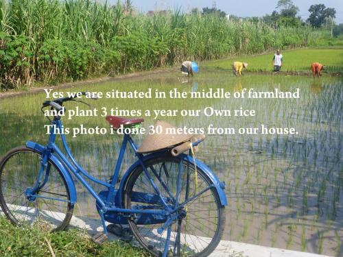 a blue bike parked in front of a rice field at Alamanda Family Villas, Pool & Local Tours in Yogyakarta