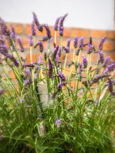 a bunch of purple flowers in a vase at Feliz apartman in Gyula