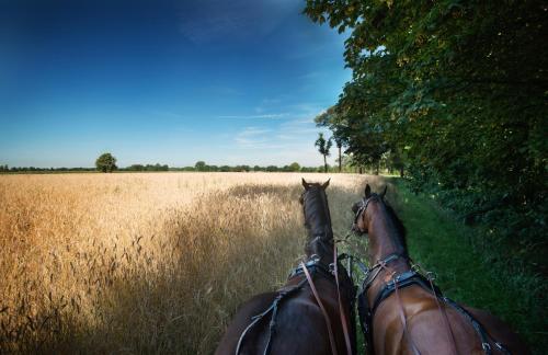 two horses standing in a field of tall grass at Van der Valk Theaterhotel Almelo in Almelo