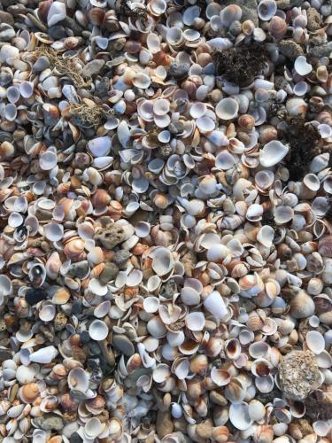 a group of shells on a beach at Apartment Caesarea 38 in Caesarea