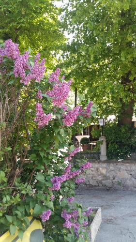 un arbusto con flores púrpuras en un jardín en Gasthof Manhalter, en Pitten