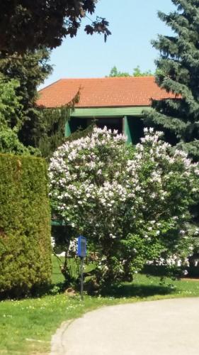 a tree with white flowers in front of a house at Gasthof Manhalter in Pitten