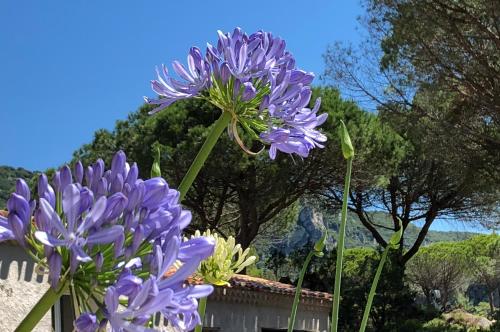 two purple flowers sitting on top of a building at Auberge Val Moureze Hôtel & Spa in Mourèze