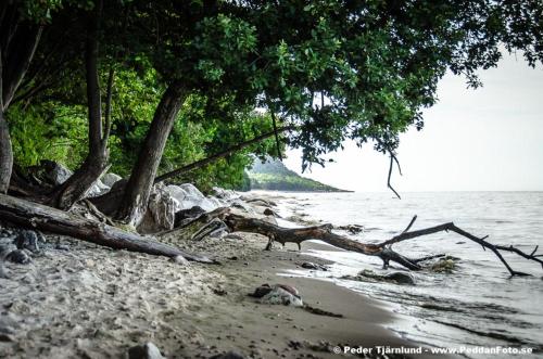 a tree on a sandy beach next to the water at Apan & Klyset in Simrishamn