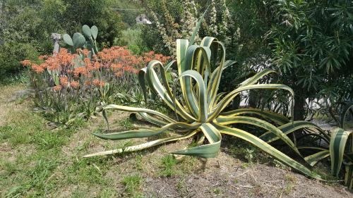 a large green plant in a garden with flowers at I GECHI - MARINA DI CAMPO in Marina di Campo