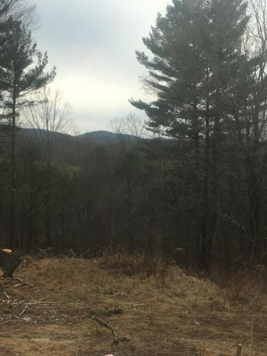 a view of a forest with trees in the background at Cozy Cabin in the Catskills in East Durham