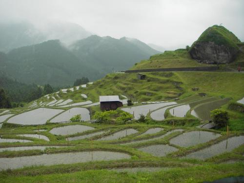 a hillside with rice terraces and a barn on it at Kumano Backpackers in Tanabe