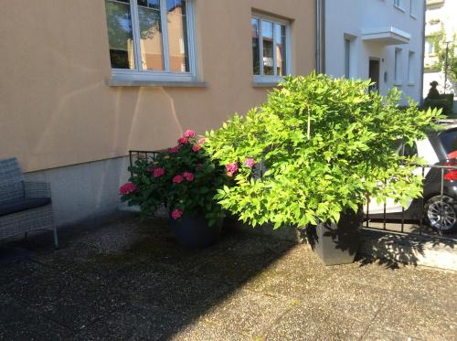 two large potted plants sitting outside of a building at Heidelberg Appartements Berger in Heidelberg