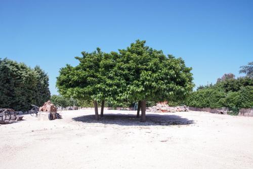 ein Baum mitten auf einem sandigen Feld in der Unterkunft Masseria Guadiano Vecchio in Santa Lucia
