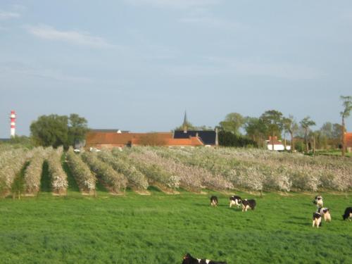 a herd of cows grazing in a field at La Vallée des Trois Monts in Saint-Sylvestre-Cappel